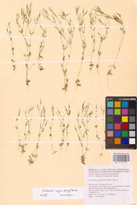 Золототысячник красивый (Sw.) Druce, Восточная Европа, Нижневолжский район (E9) (Россия)