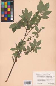 Жимолость голубая L., Восточная Европа, Московская область и Москва (E4a) (Россия)