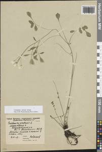 Cardamine pratensis subsp. dentata (Schult.) Čelak., Восточная Европа, Московская область и Москва (E4a) (Россия)