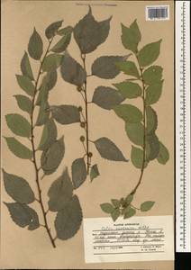 Каркас кавказский Willd., Зарубежная Азия (ASIA) (Афганистан)