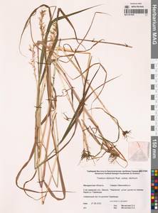 Sibirotrisetum sibiricum (Rupr.) Barberá, Сибирь, Чукотка и Камчатка (S7) (Россия)