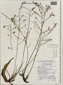 Chiliadenus iphionoides Brullo, Зарубежная Азия (ASIA) (Израиль)