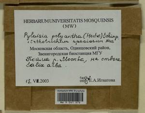 Lewinskya speciosa (Nees) F. Lara, Garilleti & Goffinet, Гербарий мохообразных, Мхи - Москва и Московская область (B6a) (Россия)