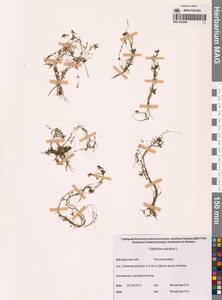 Болотник обыкновенный L., Сибирь, Чукотка и Камчатка (S7) (Россия)