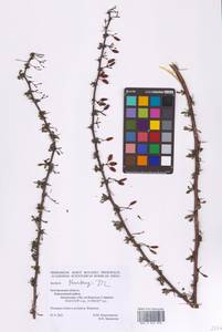 Барбарис Тунберга DC., Восточная Европа, Центральный лесостепной район (E6) (Россия)