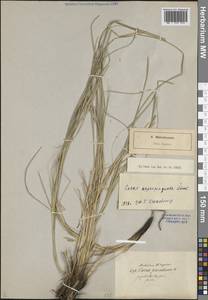 Осока сближенная Schumach., Восточная Европа, Северо-Западный район (E2) (Россия)