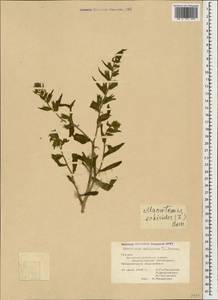 Гуния красивая (Willd. ex Roem. & Schult.) Greuter & Burdet, Кавказ, Грузия (K4) (Грузия)