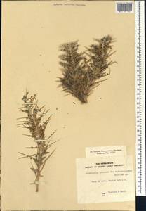 Astragalus trigonus DC., Африка (AFR) (Египет)