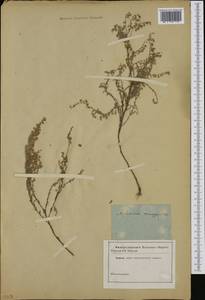 Seriphidium santonicum subsp. santonicum, Западная Европа (EUR) (Неизвестно)