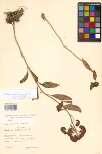 Очитник обыкновенный (L.) H.Ohba, Восточная Европа, Западно-Украинский район (E13) (Украина)