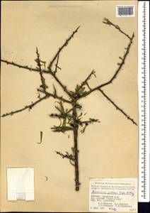 Rhamnus erythroxyloides subsp. erythroxyloides, Кавказ, Армения (K5) (Армения)
