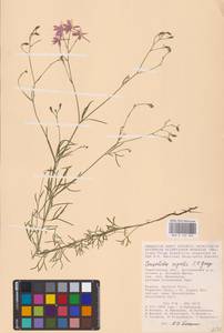 Delphinium consolida subsp. consolida, Восточная Европа, Нижневолжский район (E9) (Россия)