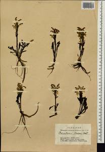 Мытник Эдера Vahl, Сибирь, Алтай и Саяны (S2) (Россия)