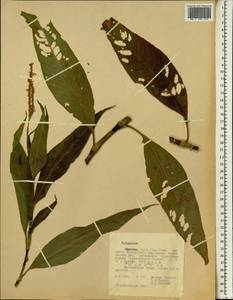 Спорыш, Африка (AFR) (Эфиопия)