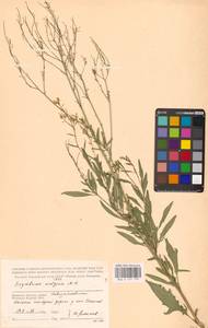 Гулявник волжский M.Bieb. ex E.Fourn., Восточная Европа (без точных пунктов) (E0)