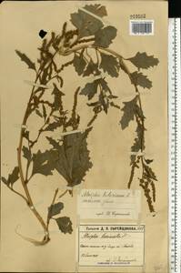 Лебеда татарская L., Восточная Европа, Московская область и Москва (E4a) (Россия)