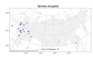 Spiraea douglasii, Спирея Дугласа Hook., Атлас флоры России (FLORUS) (Россия)