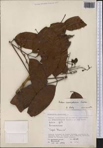 Protium crassipetalum Cuatrec., Америка (AMER) (Перу)