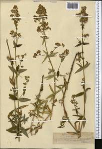 Подмаренник северный L., Средняя Азия и Казахстан, Северный и Центральный Тянь-Шань (M4) (Казахстан)