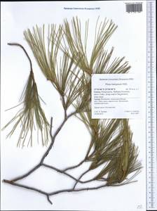 Pinus halepensis Mill., Западная Европа (EUR) (Греция)
