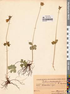 Купальница бумажночашелистиковая Schipcz., Сибирь, Чукотка и Камчатка (S7) (Россия)