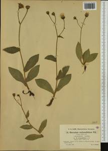 Hieracium verbascifolium Vill., Западная Европа (EUR) (Франция)