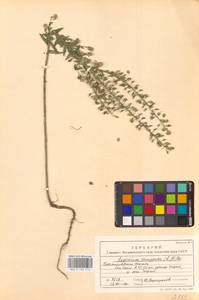 Клоповник полевой, Кресс полевой (L.) W.T.Aiton, Восточная Европа, Западно-Украинский район (E13) (Украина)