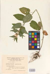 MHA 0 154 434, Яснотка белая, Глухая крапива L., Восточная Европа, Восточный район (E10) (Россия)