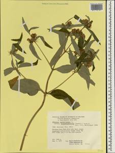 Phlomis herba-venti subsp. kopetdaghensis (Knorring) Rech.f., Зарубежная Азия (ASIA) (Иран)