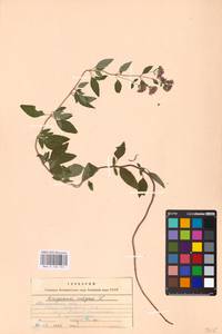 MHA 0 156 761, Душица обыкновенная L., Восточная Европа, Центральный лесостепной район (E6) (Россия)