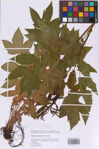 Таволга вязолистная (L.) Maxim., Восточная Европа, Московская область и Москва (E4a) (Россия)