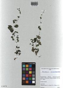 Постенница мелкоцветковая Ledeb., Сибирь, Алтай и Саяны (S2) (Россия)