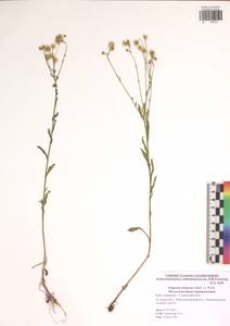 Мелколепестник щетинистый Muhl. ex Willd., Восточная Европа, Центральный район (E4) (Россия)