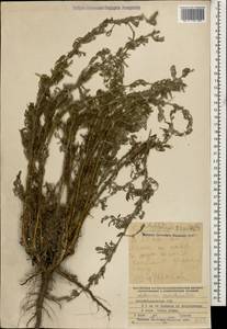 Artemisia szovitziana (Besser) Grossh., Кавказ, Азербайджан (K6) (Азербайджан)