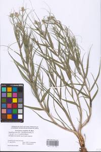 Gelasia ensifolia (M. Bieb.) Zaika, Sukhor. & N. Kilian, Восточная Европа, Восточный район (E10) (Россия)