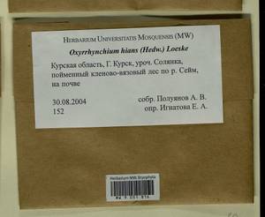 Oxyrrhynchium hians (Hedw.) Loeske, Гербарий мохообразных, Мхи - Центральное Черноземье (B10) (Россия)