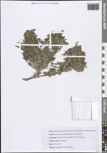 Chenopodiastrum murale (L.) S.Fuentes, Uotila & Borsch, Африка (AFR) (Тунис)