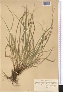 Осока светлая M.Bieb., Средняя Азия и Казахстан, Копетдаг, Бадхыз, Малый и Большой Балхан (M1) (Туркмения)