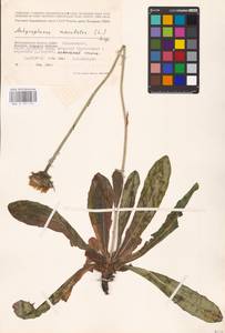 Trommsdorffia maculata subsp. maculata, Восточная Европа, Нижневолжский район (E9) (Россия)