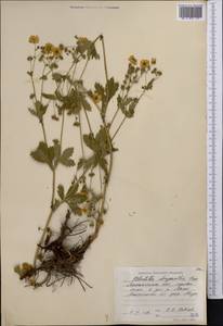 Лапчатка золотистоцветковая, Лапчатка золотистая Trevir., Средняя Азия и Казахстан, Северный и Центральный Тянь-Шань (M4) (Казахстан)