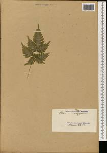 Pteris argyraea T. Moore, Зарубежная Азия (ASIA) (Украина)