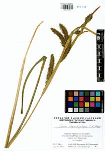 Carex utriculata Boott, Сибирь, Прибайкалье и Забайкалье (S4) (Россия)