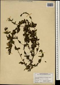 Scrophulariaceae, Зарубежная Азия (ASIA) (КНР)