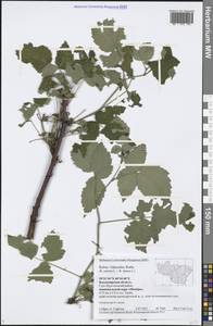 Rubus × idaeoides Ruthe, Восточная Европа, Центральный район (E4) (Россия)