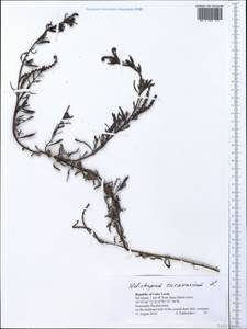 Heliotropium curassavicum L., Африка (AFR) (Кабо-Верде)