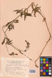 Дрема белая (Mill.) Greuter & Burdet, Восточная Европа, Восточный район (E10) (Россия)