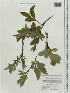 Ива сизая L., Восточная Европа, Северный район (E1) (Россия)