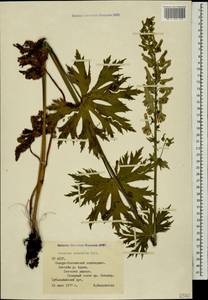 Борец восточный Mill., Кавказ, Северная Осетия, Ингушетия и Чечня (K1c) (Россия)