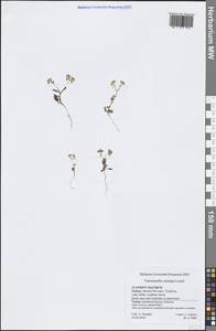 Валерианелла килеватая Loisel., Зарубежная Азия (ASIA) (Турция)