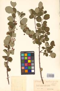 Кизильник рыхлоцветковый (J.Jacq.) Lindl., Восточная Европа, Восточный район (E10) (Россия)